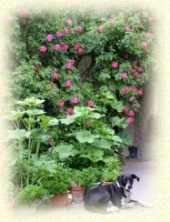 Max, le chien, gardien gentil du jardin